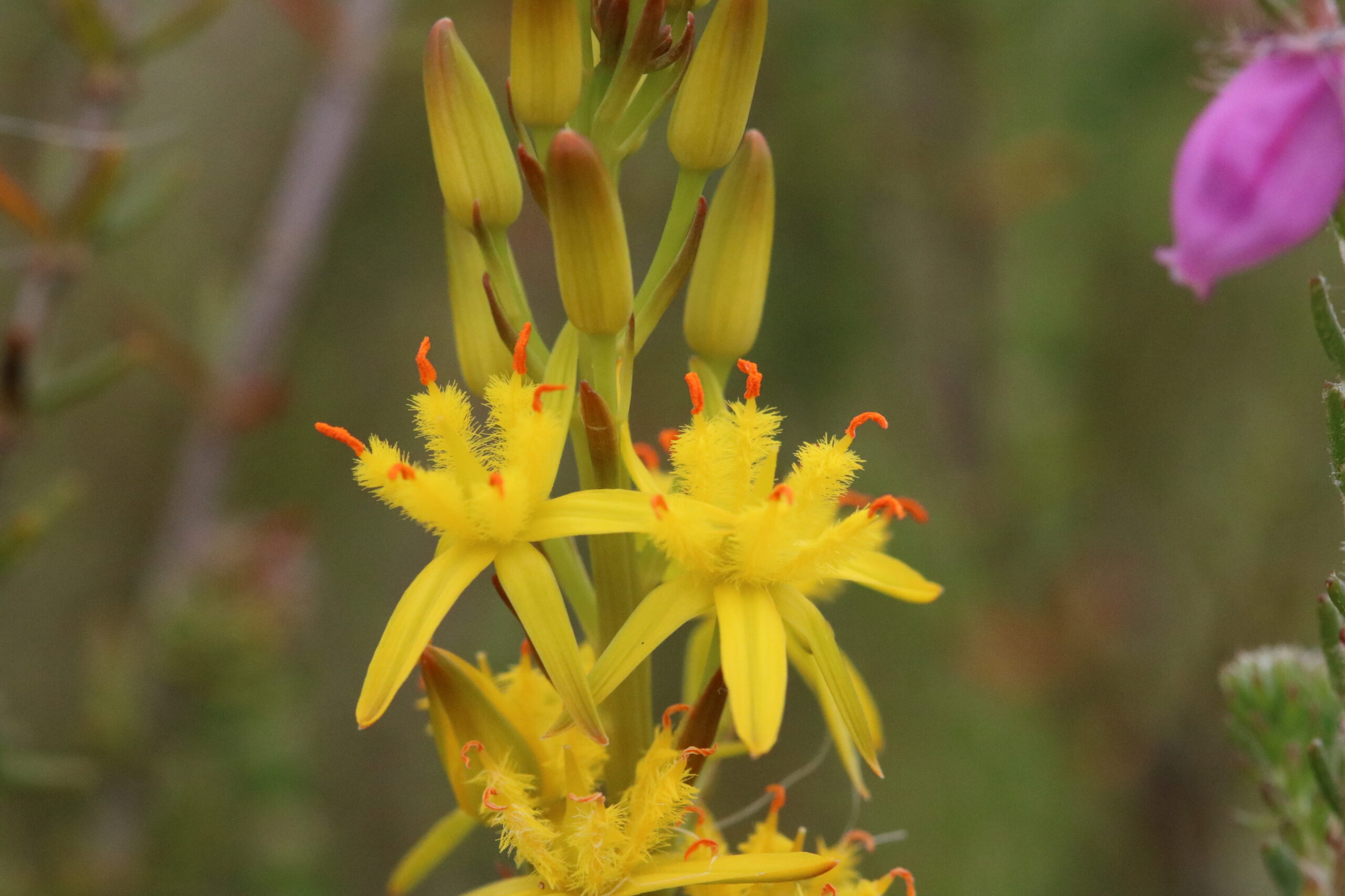 close up of white plant