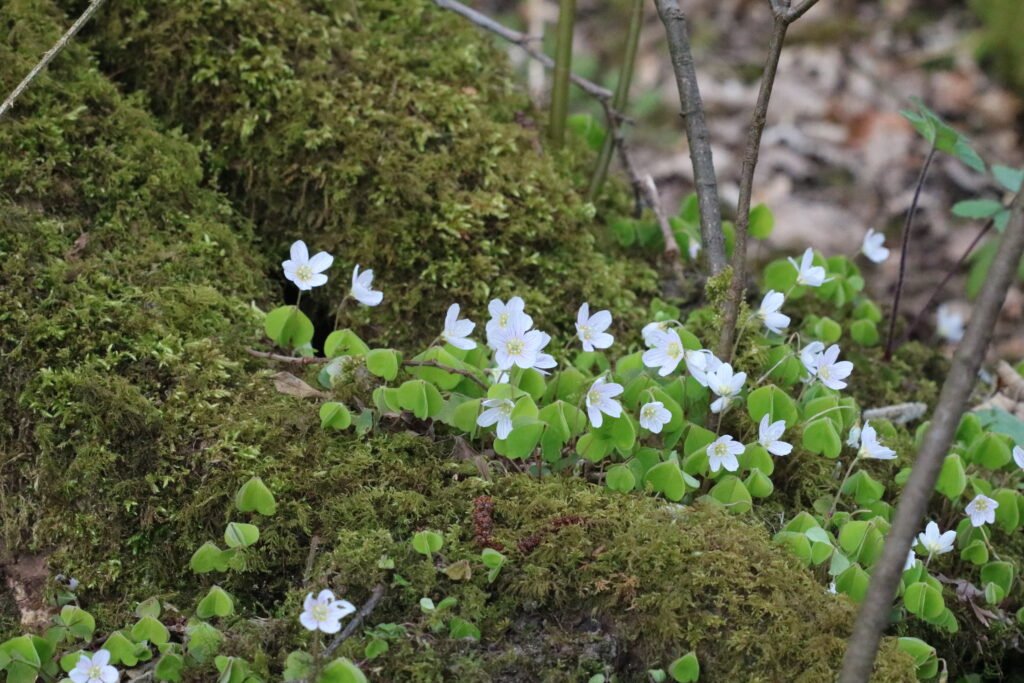 Habitat Survey | Leading Habitat Consultant | Styles Ecology